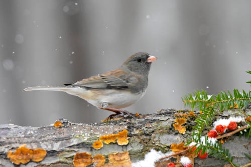 Close-Up Shot of a Dark-Eyed Junco Perched on a Tree Branch