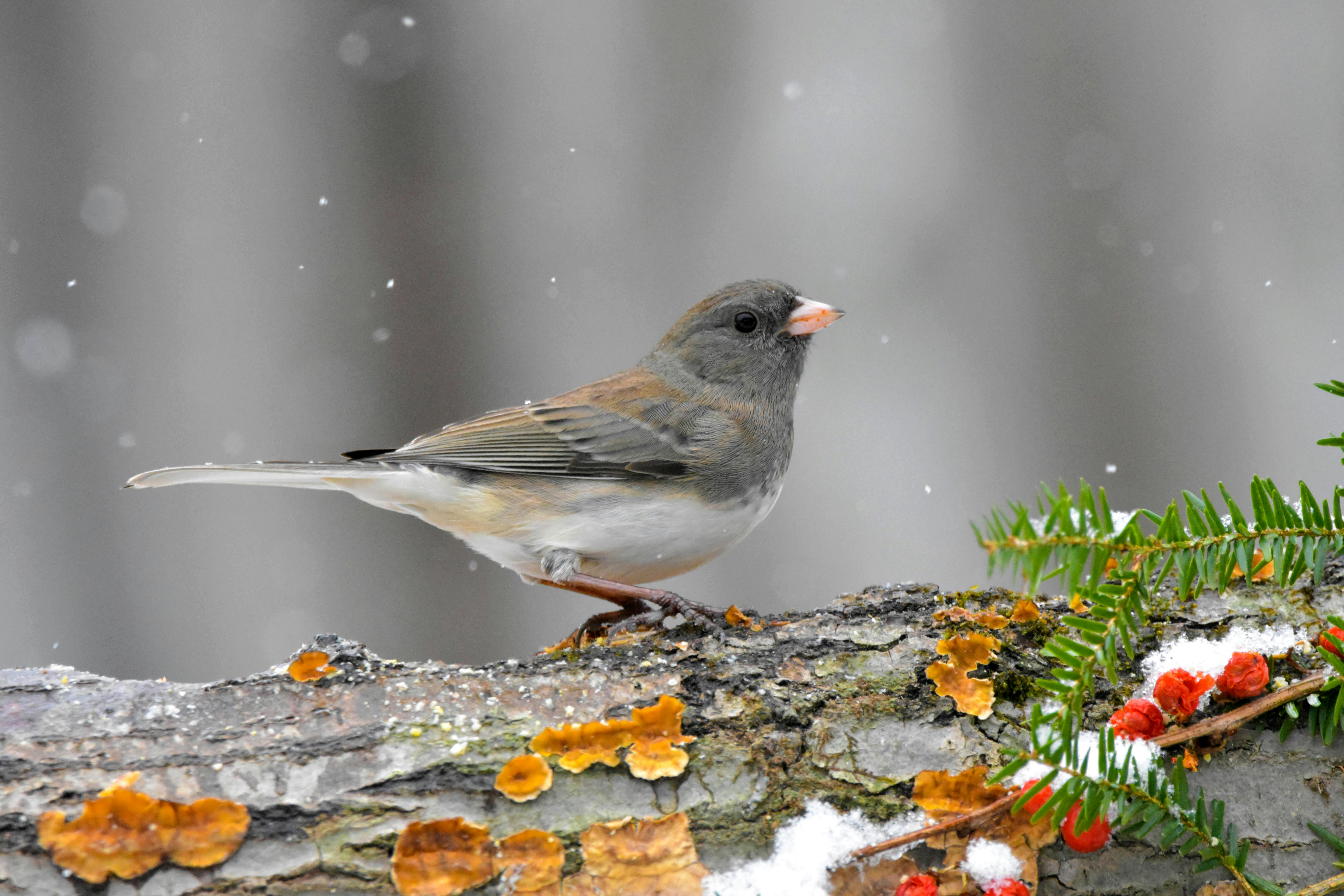 Juncos Photos, Download The BEST Free Juncos Stock Photos & HD Images