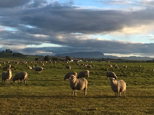 Free stock photo of farm, late sun, sheep