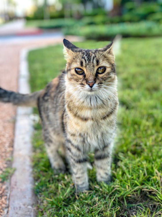 Cat Standing on Grass