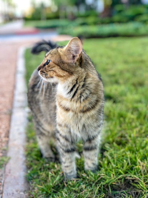 Close Up Photo of a Cat