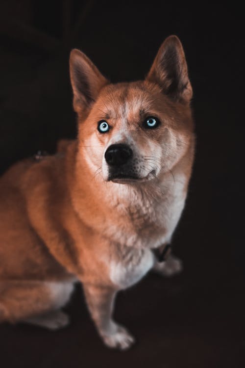 Close-Up Shot of a Brown Dog