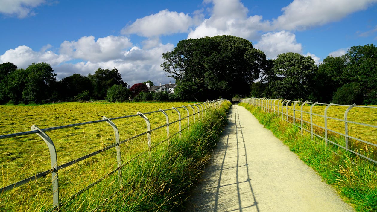 Person Showing Road Towards the Trees