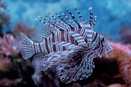 Gratis stockfoto met aquarium, detailopname, dierenfotografie