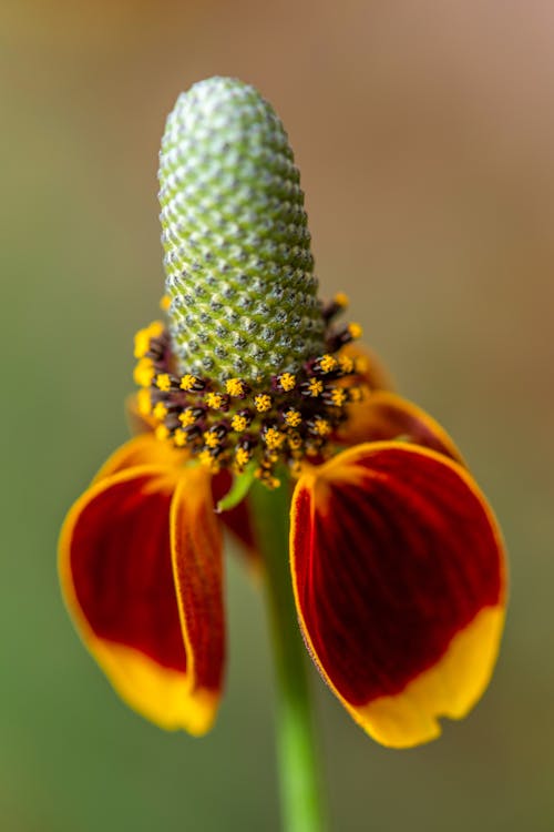 Bright flower with delicate petals in blossom on blurred background of nature in summer