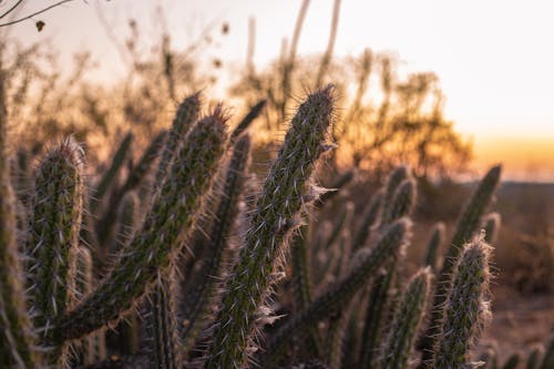 Free Close-Up Shot of Cactus Plants Stock Photo