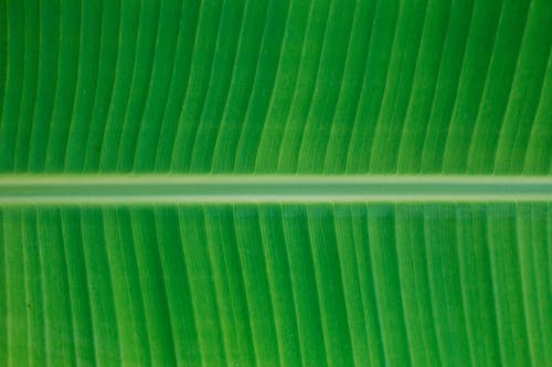 A Close-Up Shot of a Banana Leaf