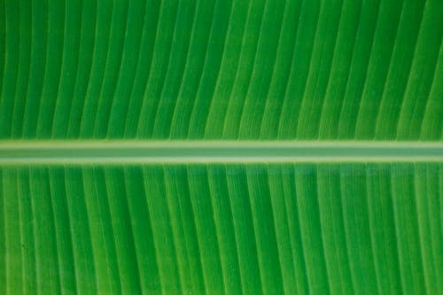 A Close-Up Shot of a Banana Leaf