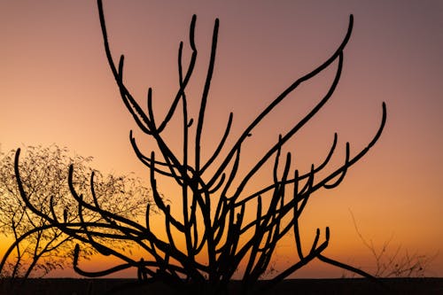 akşam karanlığı, bitki, gün doğumu içeren Ücretsiz stok fotoğraf