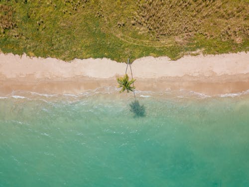 水體旁邊的棕色沙灘上的綠樹