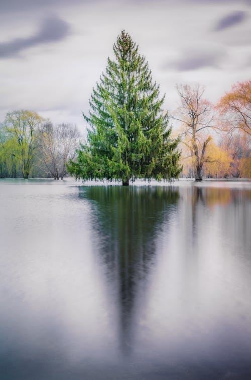 Tall green spruce surrounded with water of river