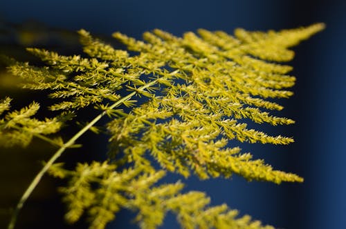 Close-Up Shot of Green Leaf