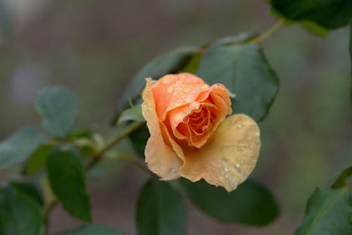 Close-Up Shot of Orange Flower with Green Leaves