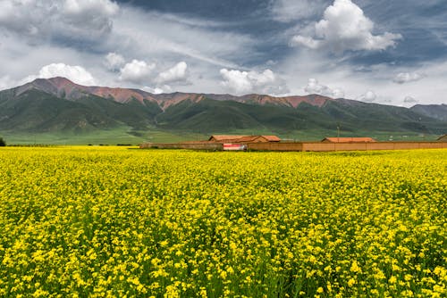 Yellow Flower Field Under White Clouds and Blue Sky