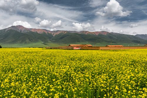 Free A stunning landscape of yellow flowers with majestic mountains under a cloudy sky. Stock Photo