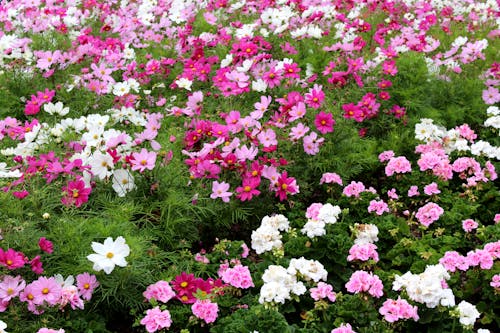 Cosmos in Bloom