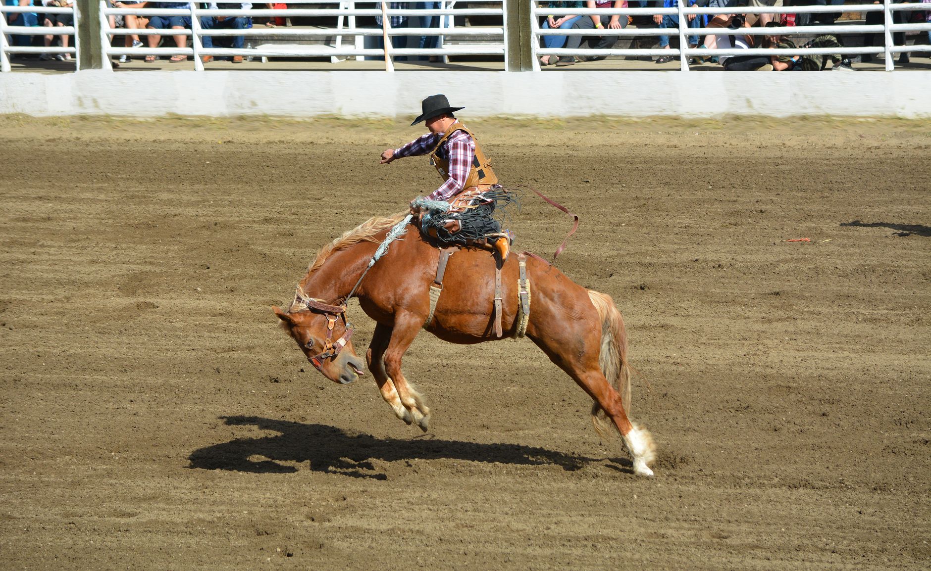 A cowboy skillfully rides a bucking horse at an outdoor rodeo event.