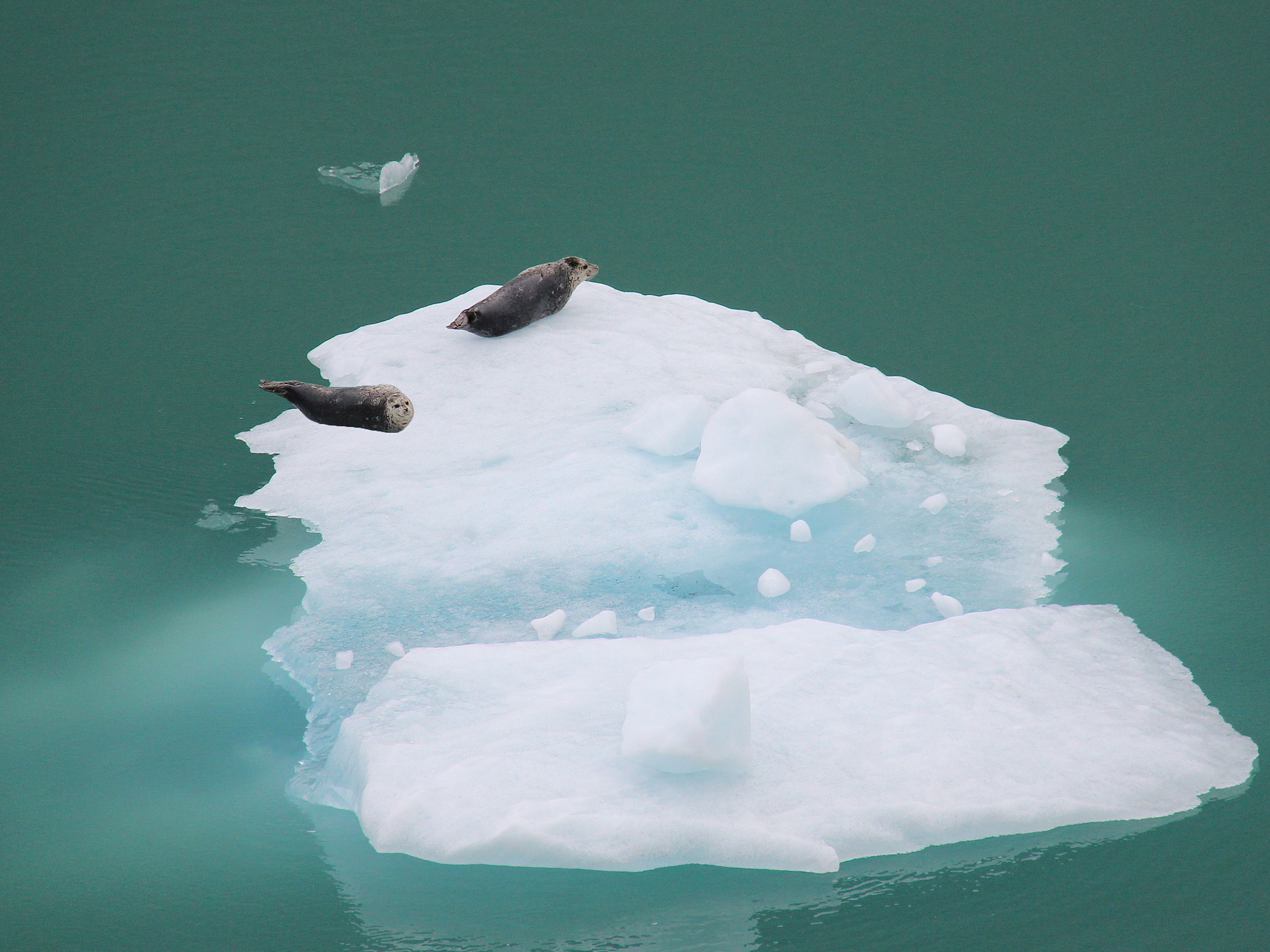Helicopter Glacier Swim & Hike - Anchorage Area - Two seals bask on a floating iceberg in the serene Alaskan waters.
