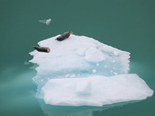 Seals on the Floating Ice on the Water