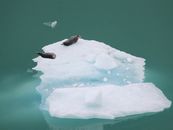 Brown Bird on White Ice