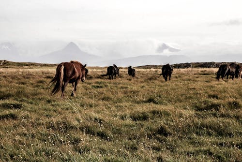 無料 草の上を歩く馬 写真素材