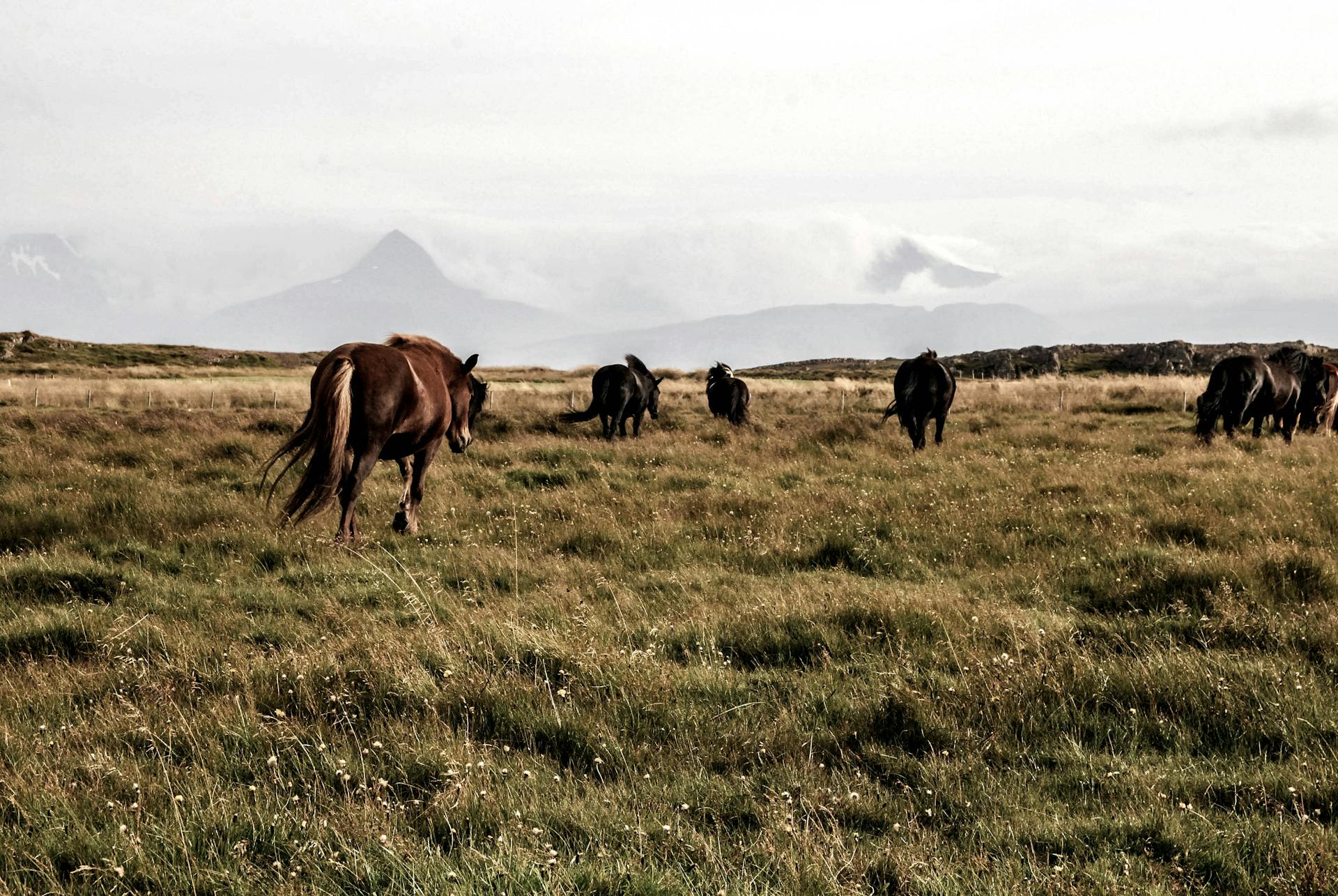 Un cheval qui marche sur l'herbe