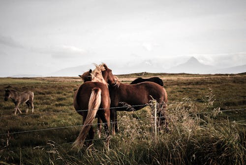 Two Brown Horses