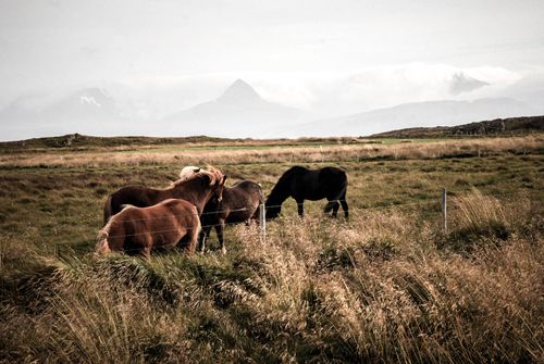 Free Group of horses grazing in a vast, scenic pasture with mountain views. Stock Photo