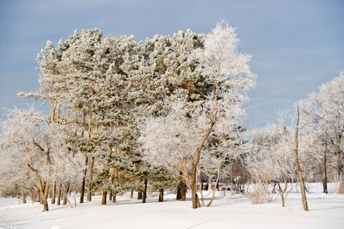 Immagine gratuita di alberi, cielo azzurro, esterno