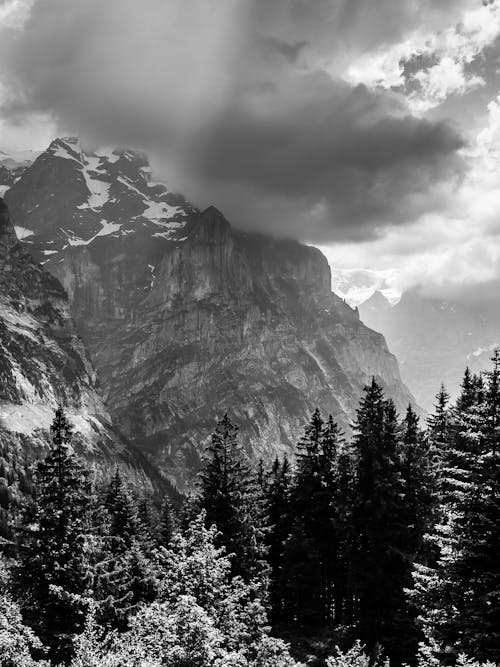 Grayscale Photo of Trees and Mountain