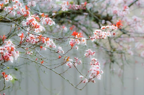 Ingyenes stockfotó cseresznyevirág, közelkép, növényvilág témában Stockfotó