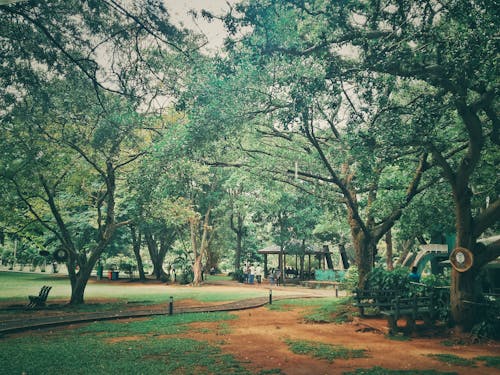 城市公園, 樹木, 綠色 的 免费素材图片