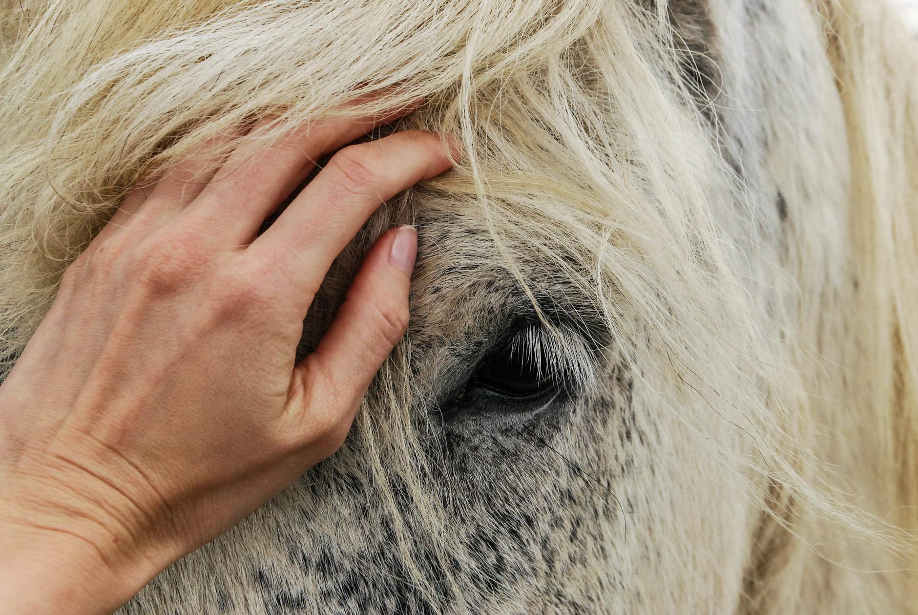 Handle your draft horse regularly