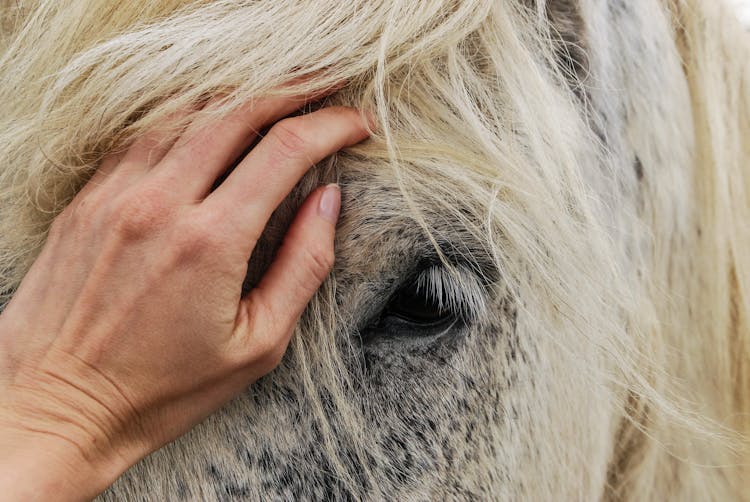 Person's Hand On White Horse's Face