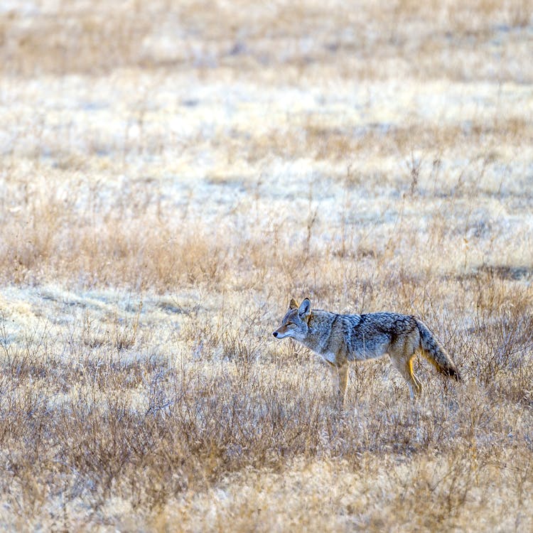 Gray Coyote In Wild Nature In Autumn