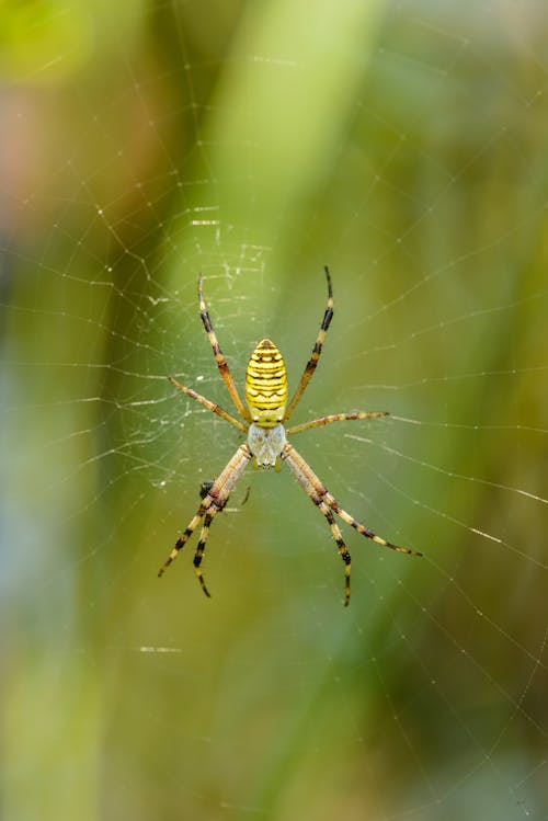 거미, 거미류, 망의 무료 스톡 사진