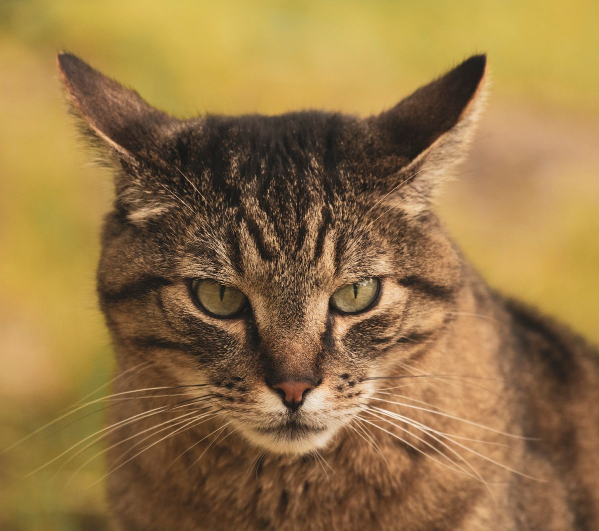 Chat tigré fixant intensément du regard