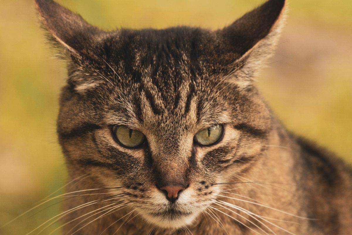 pour éloigner les chats - Quand demander conseil à un vétérinaire ou à un professionnel ?