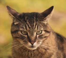 A tabby cat in close-up — photo by Samuel Sweet on Pexels