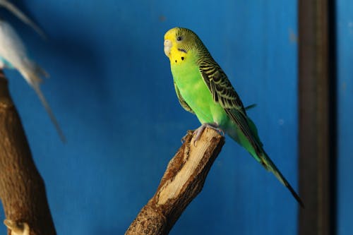 Immagine gratuita di pappagallino, uccello, uccello domestico