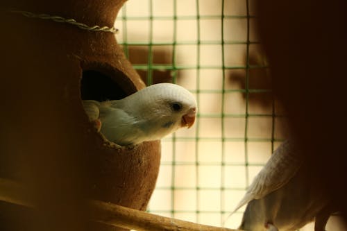 Darmowe zdjęcie z galerii z budgie, pieścić ptak, ptak