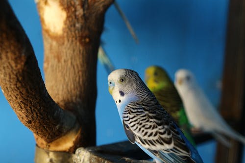 Бесплатное стоковое фото с волнистый попугайчик, домашняя птица, птица