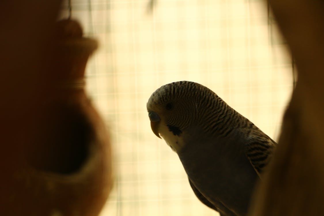 Free stock photo of bird, budgie, pet bird