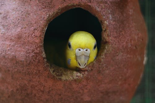 Бесплатное стоковое фото с волнистый попугайчик, домашняя птица, птица