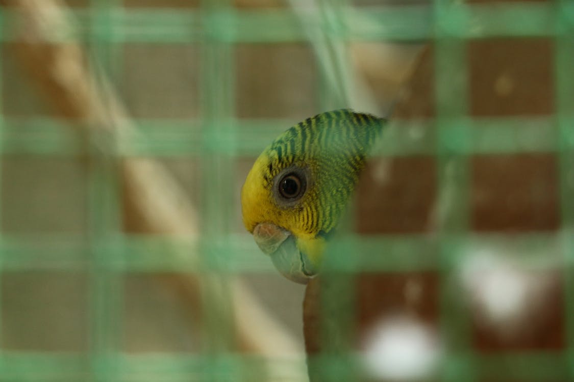 Free stock photo of bird, budgie, pet bird