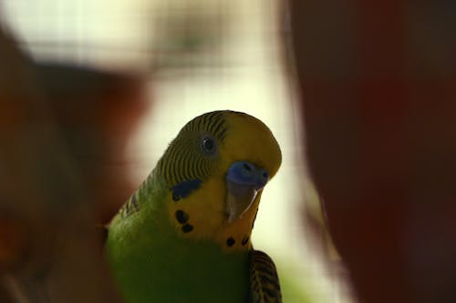 寵物鳥, 鳥, 鸚鵡 的 免費圖庫相片