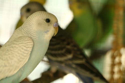 宠物鸟, 鳥, 鹦鹉 的 免费素材图片