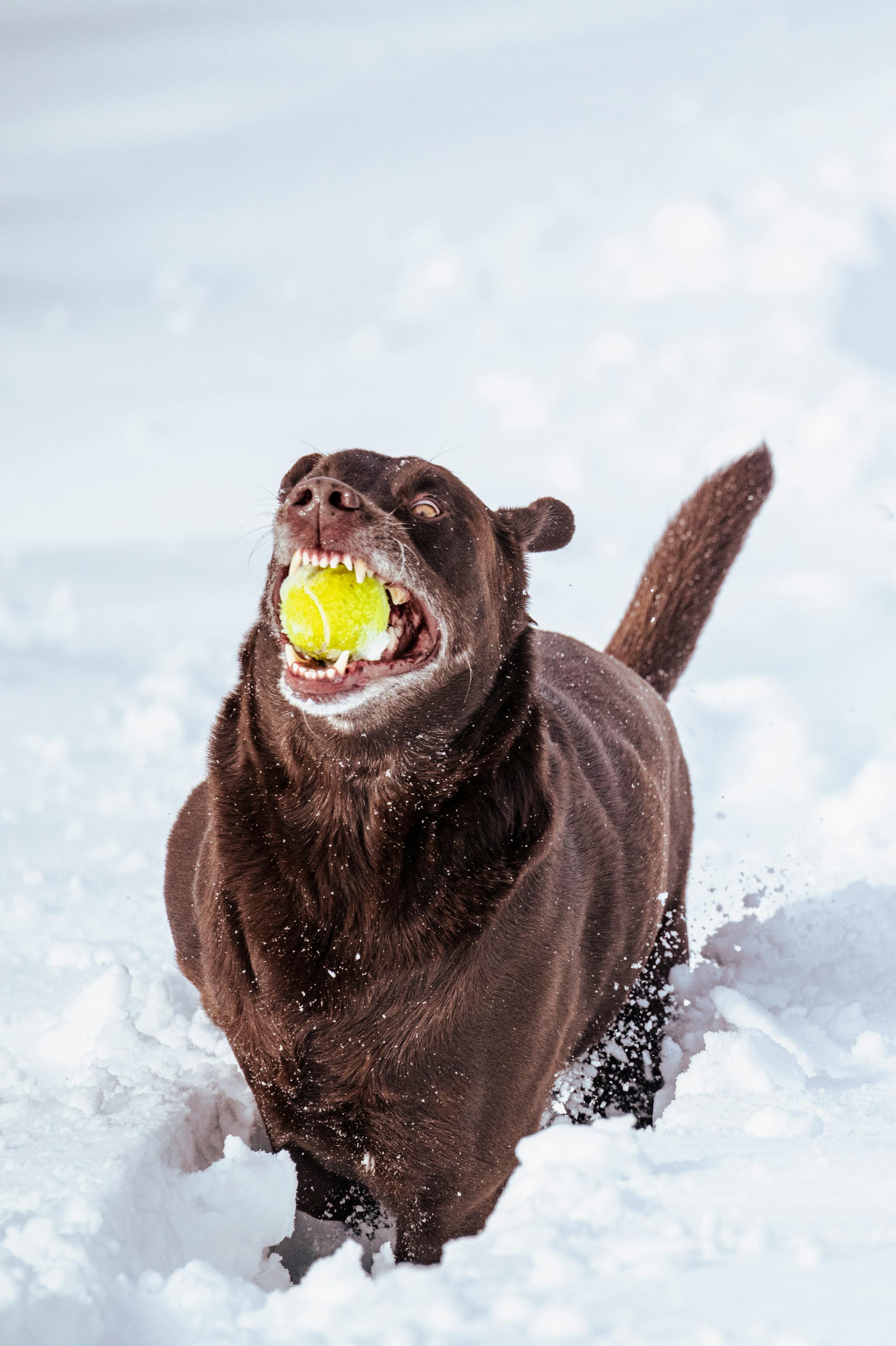 a dog in the snow