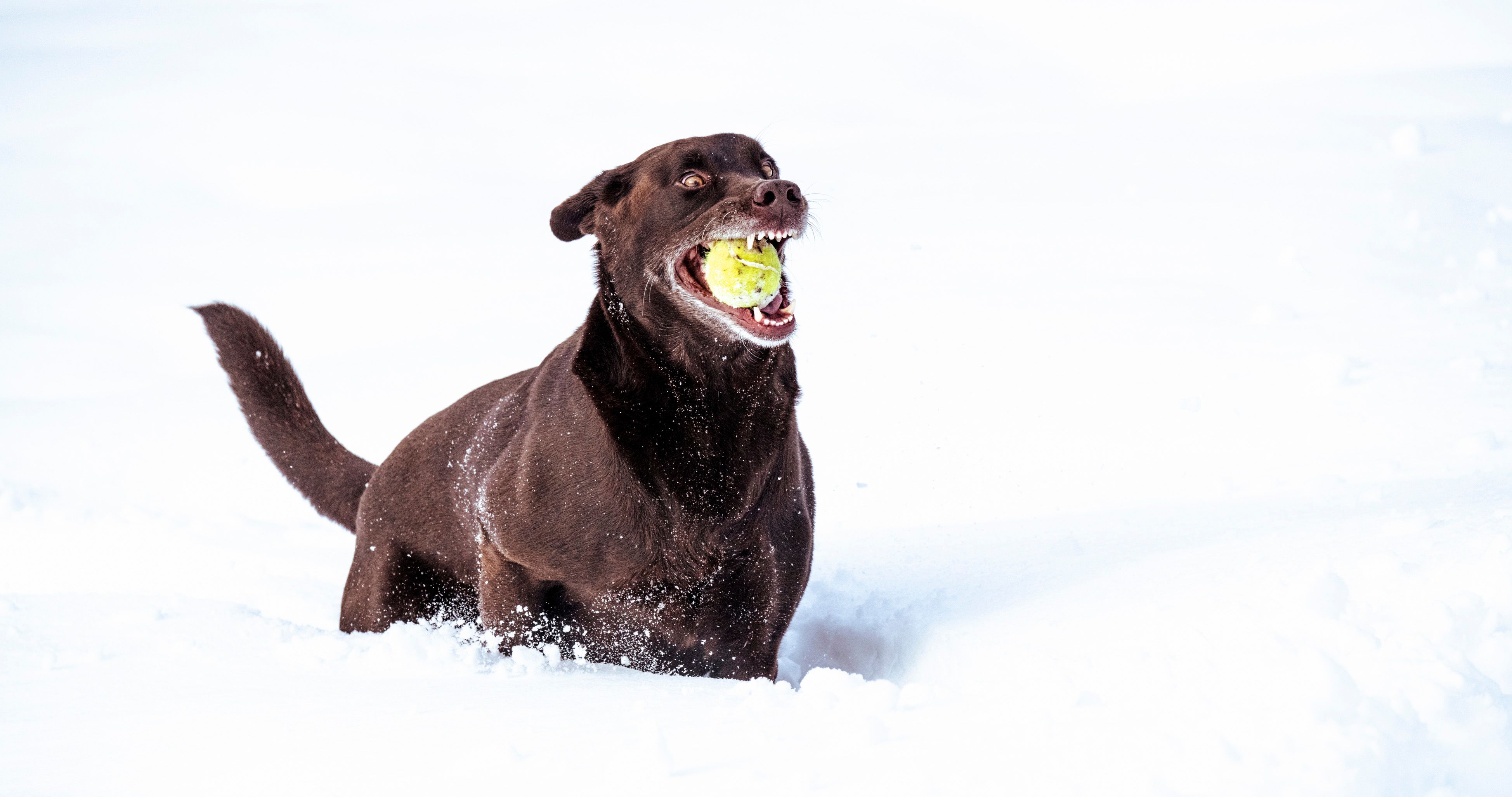 A Dog With a Tennis Ball in Its Mouth · Free Stock Photo