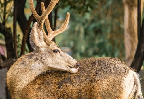 Gratis Fotos de stock gratuitas de cérvidos, ciervo, ciervo canadiense Foto de stock
